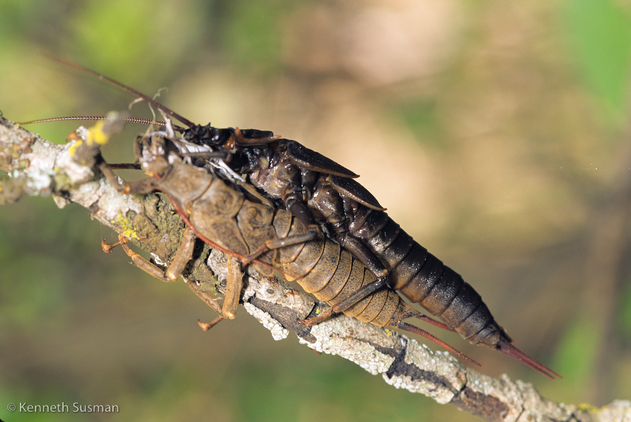 still-life-flyfish0001