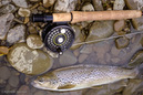 still-life-flyfish0022